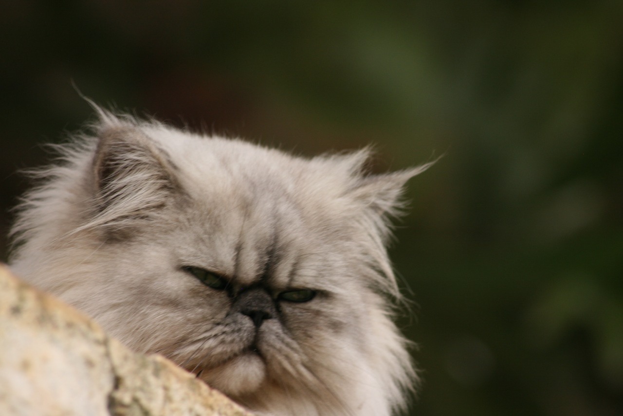 GATOS PERSA